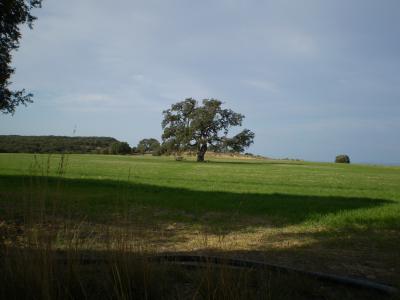 Carrasca de Becha